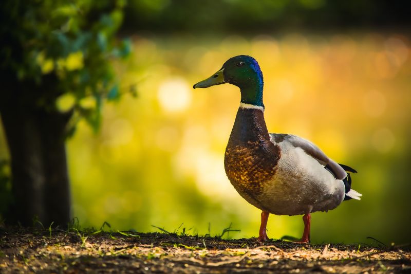 A closeup of a mallard perched on a tree in a field with a blurry background