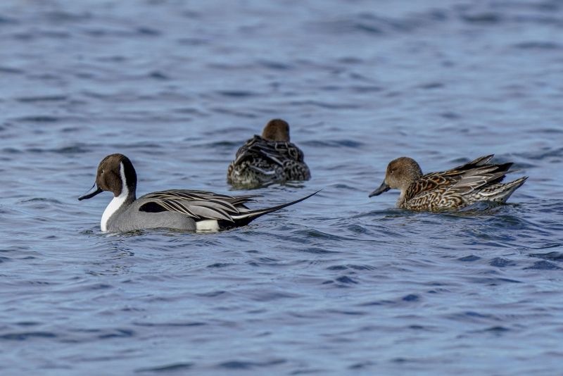 A flock of northern pintail ducks swimming in a pond