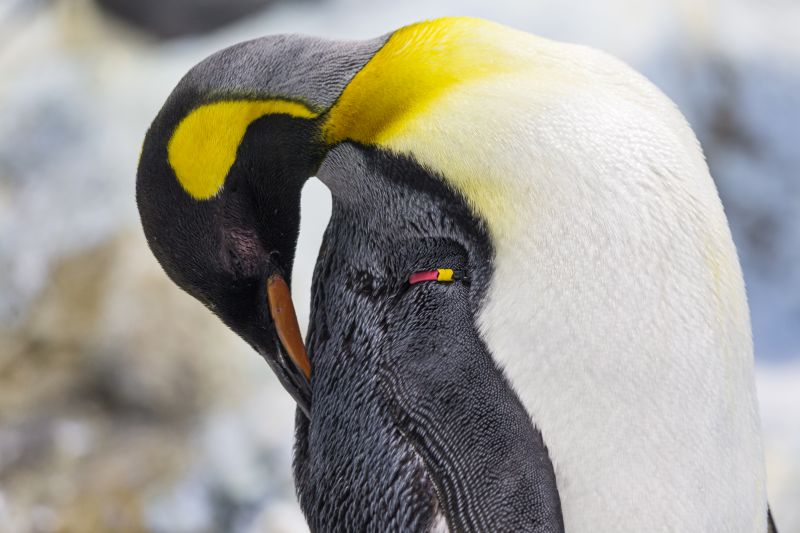 horizontal image of king penguin Aptenodytes patagonicus cleaning itself with the captive beak in an aquarium