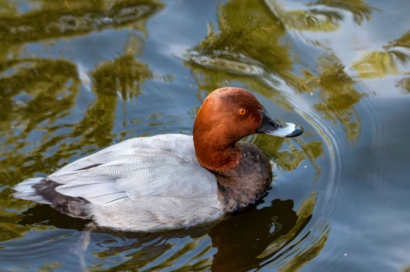 Close up male Redhead Duck swimming in lake