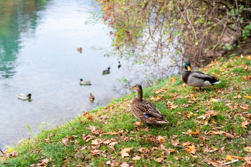 Mallard duck, mallard female with little ducklings in living nature on the river. Breeding season in wild ducks. Mallard duck with a brood in colorful spring place. Little ducklings with mom duck