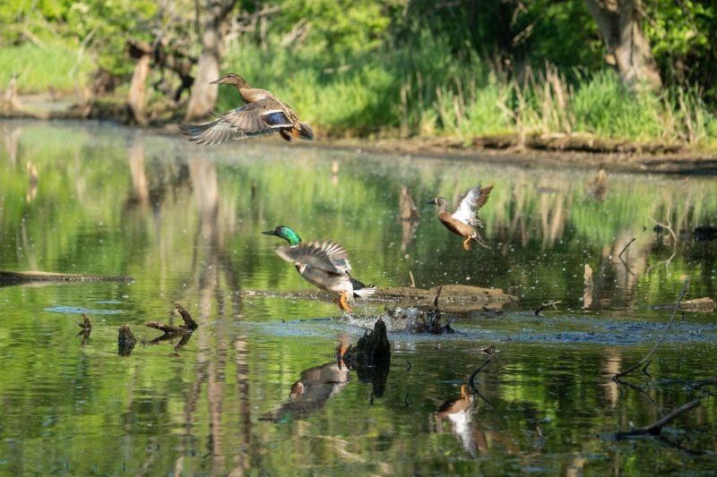 A scenic view of a mallard duck in a tranquil lake surrounded by greenery
