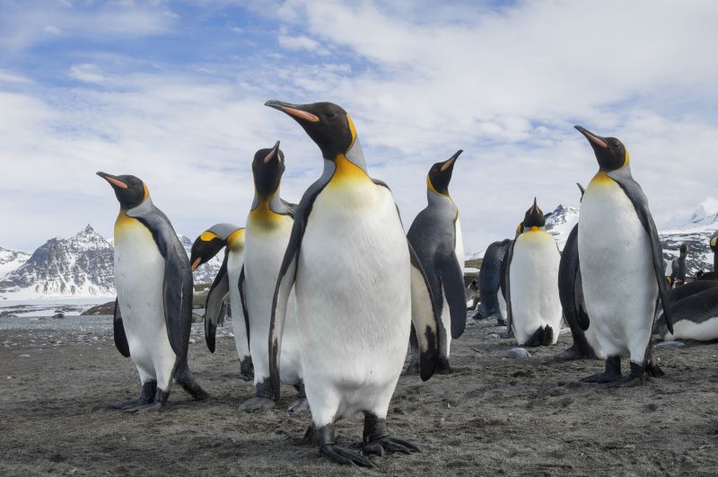A group of king penguins, Aptenodytes patagonicus on South Georgia Island.