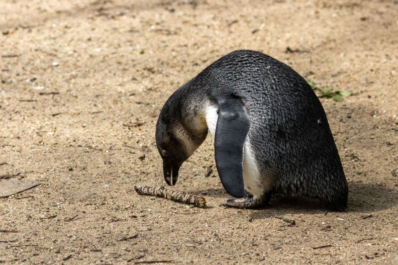 The African penguin (Spheniscus demersus) in its natural habitat