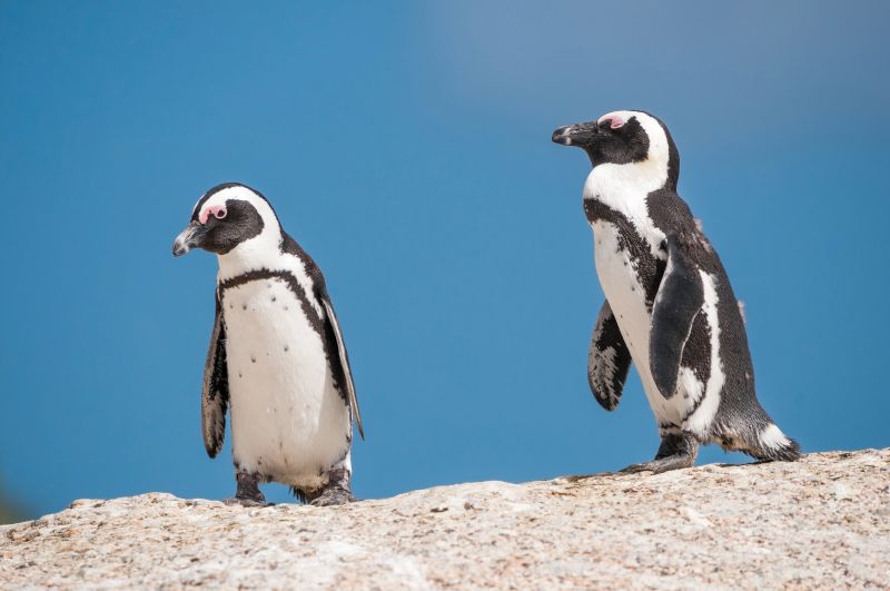 African penguins (Spheniscus demersus), also known as jackass penguins or black-footed penguins at the Boulders section of the Table Mountain National Park at Simonstown in Cape Town, South Africa