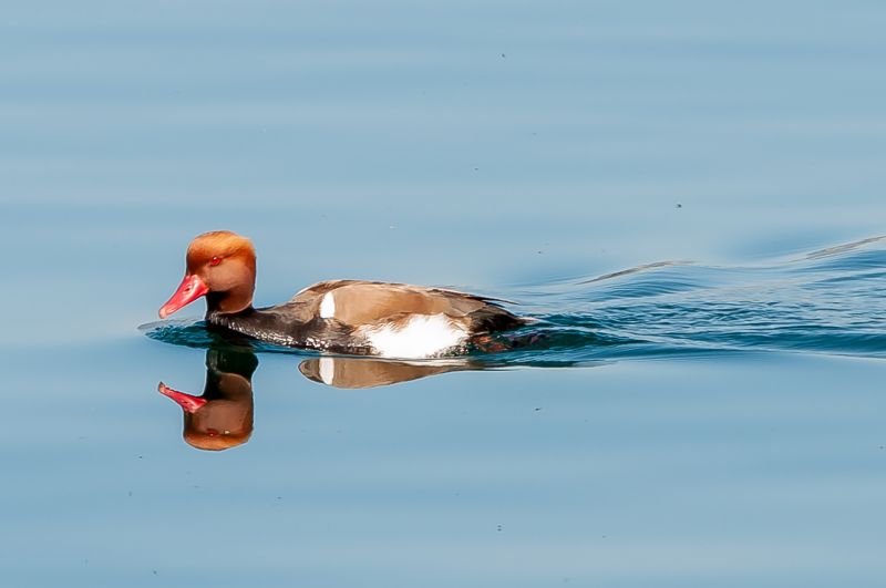 A beautiful red-crested pochard duck swimming on the water in Lake Leman, Switzerland at daytime