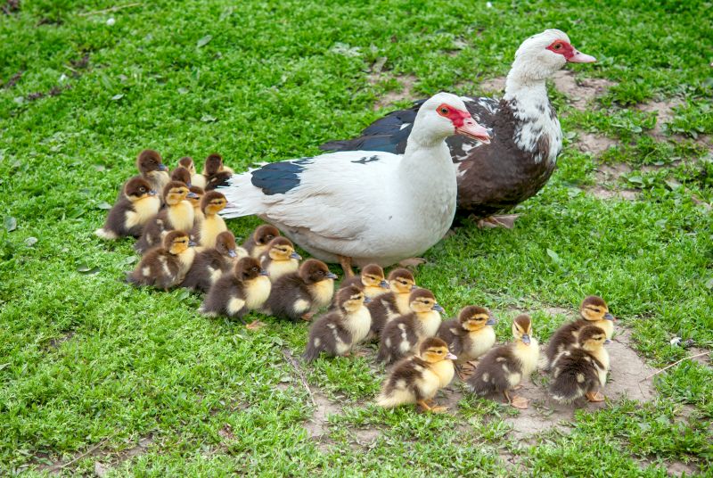 big muscovy duck with chickens