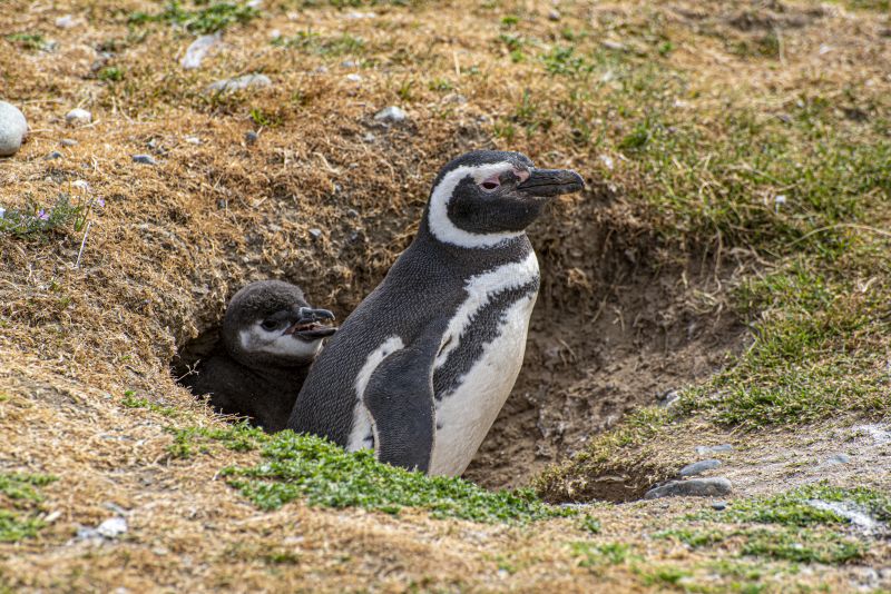 A close-up of penguins at Magdalena Island in the Strait of Magellan
