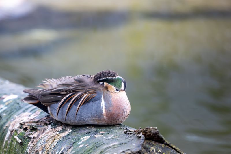 A closeup of a male Baikal teal sleeping on a log. Sibirionetta formosa.