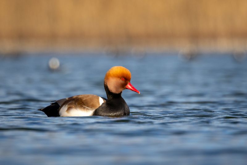 A closeup of a red-crested pochard (Netta rufina) in a lake