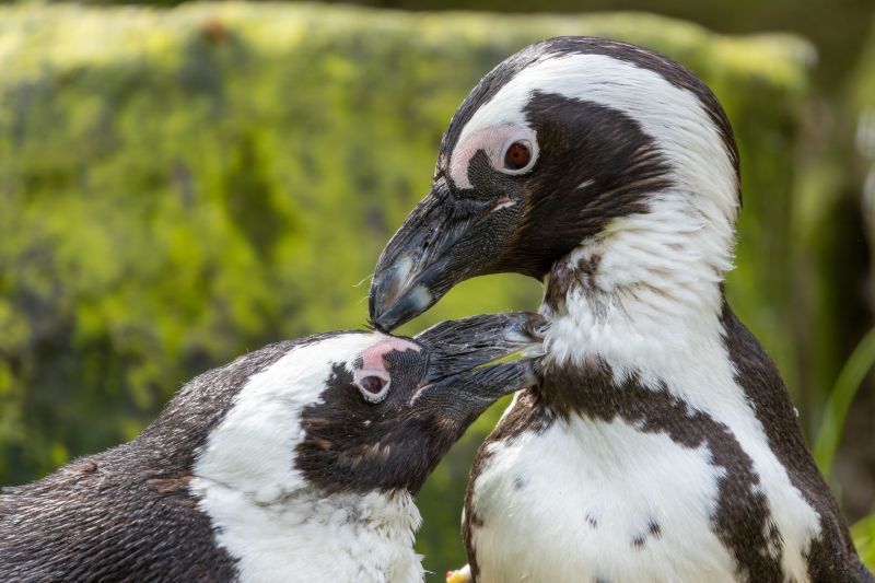 A closeup shot of two African penguins (Spheniscus demersus)
