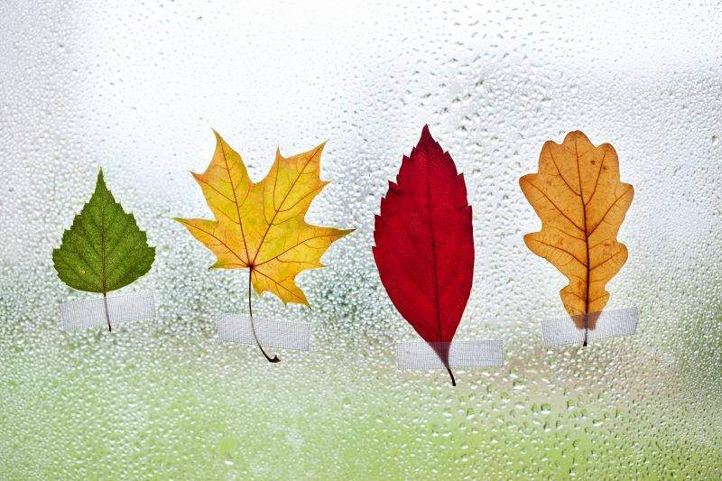 collection-of-colorful-leaves-on-window-glass