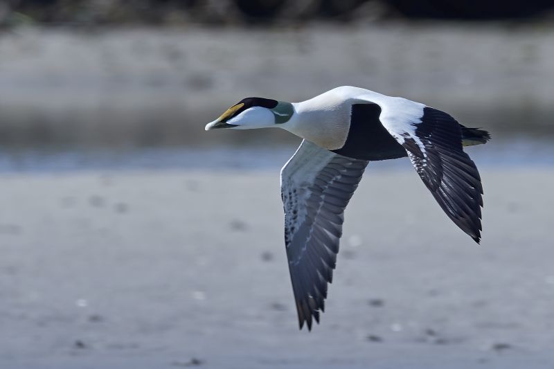 Common eider in its natural habitat in Denmark
