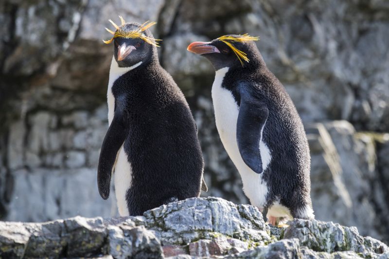 A couple of macaroni penguins walking on a rocky coast