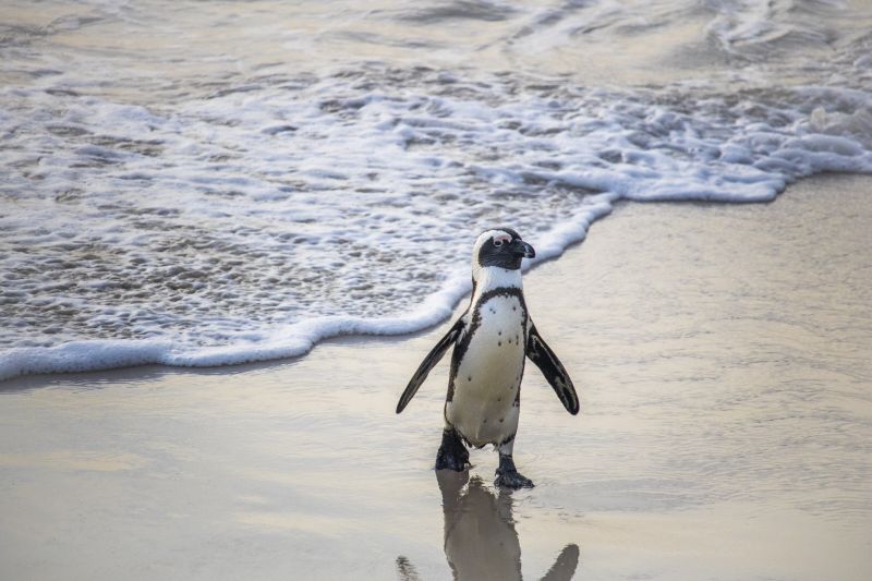 cute-african-penguin