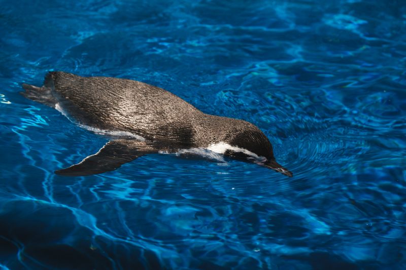 High angle of adorable Spheniscus humboldti penguin with black and white plumage swimming in clear water of pool in zoo