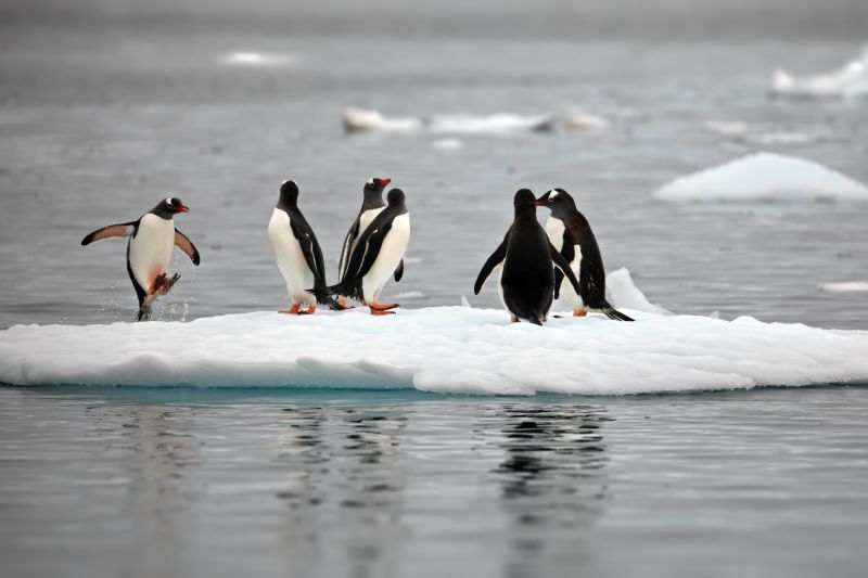 The cute penguins in the snowy Antarctica Continent