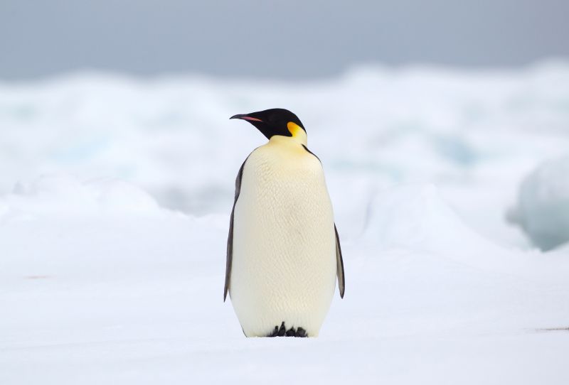 Emperor penguin on the ice floe in the southern ocean, 180 miles north of East Antarctica, Antarctica