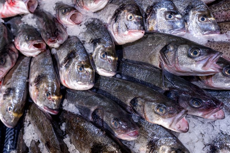 many fresh raw fishes sea bass - top view pattern