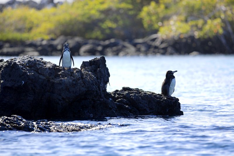 A Galapagos Penguin looking around at Isabela