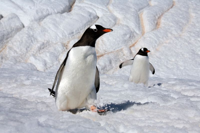 Gentoo penguins (Pygoscelis papua) on Danko Island on the Antarctic Peninsula in Antarctica