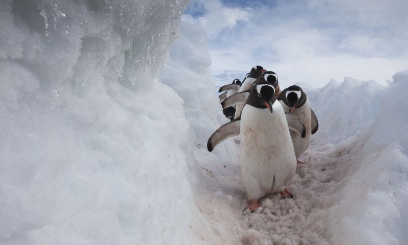 Gentoo penguins using a well worn pathway through the snow, to reach the sea. Antarctica