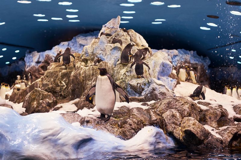 A family of Emperor penguins on an artificial environment the national zoo.