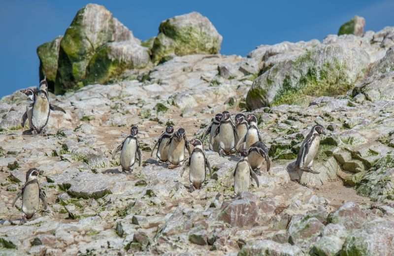 A horizontal shot of black and white Humboldt penguins on a mountain in Peru. Perfect for the South American wildlife scenarios.