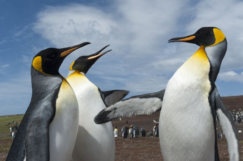 King penguins (Aptenodytes patagonica), fighting, Port Stanley, Falkland Islands, South America