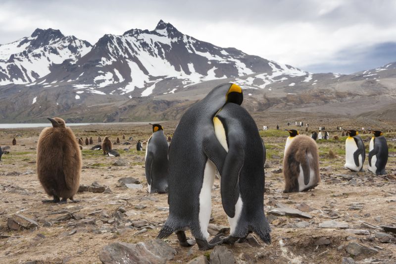 King Penguins, Aptenodytes patagonicus, in a bird colony on South Georgia Island, on the Falkland islands.