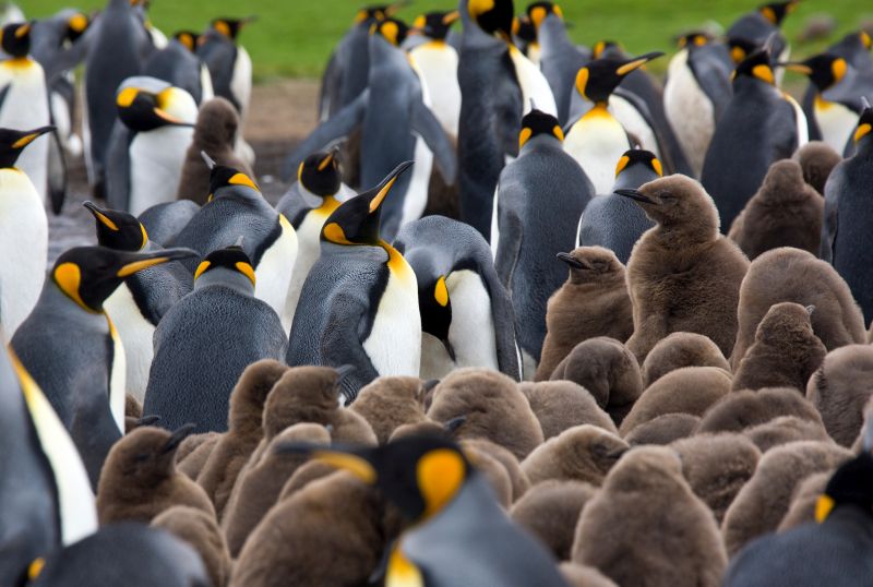 King Penguin colony (Aptenodytes patagonicus) at Volunteer Point on the island of East Falkland in the Falkland Islands (Islas Malvinas).