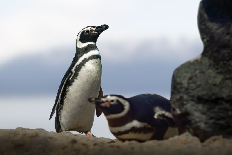 Magellanic Penguin (Spheniscus magellanicus) - South American Penguin