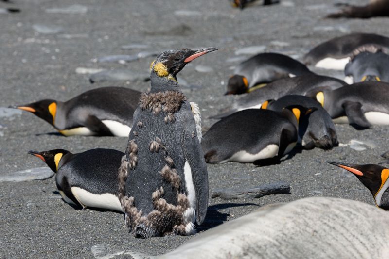 A molting King Penguin standing in a group on the shores South Georgia Island at Gold Harbour