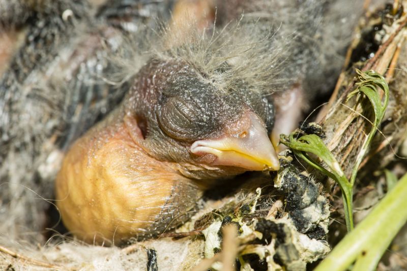 Nest and nestling develpment of European goldfinch (Carduelis carduelis) born inside an apartment balcony plant pots.