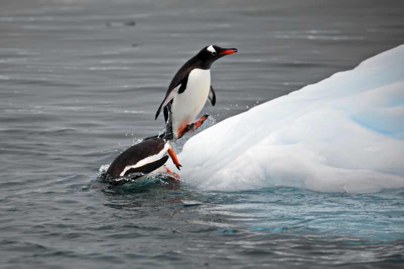 A pair of penguins come out of the water and trying to stand on the nearby ice