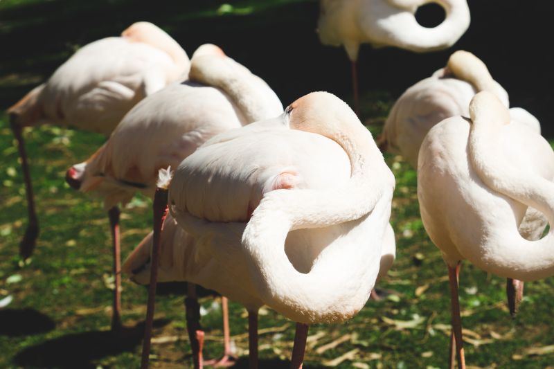 pale-pink-flamingos-roosting