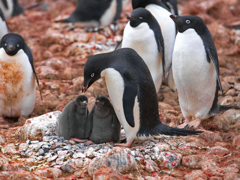A parent caring penguin feeding her children with many others watching them in Antarctica