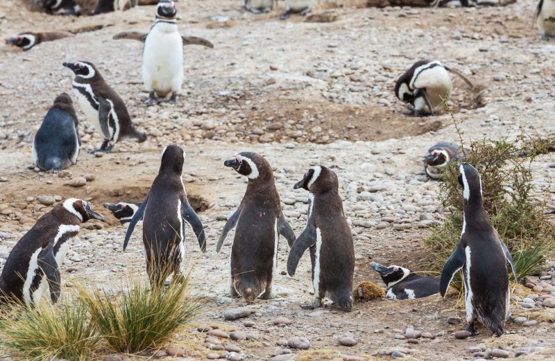 Magellanic Penguin (Spheniscus magellanicus) in Patagonia