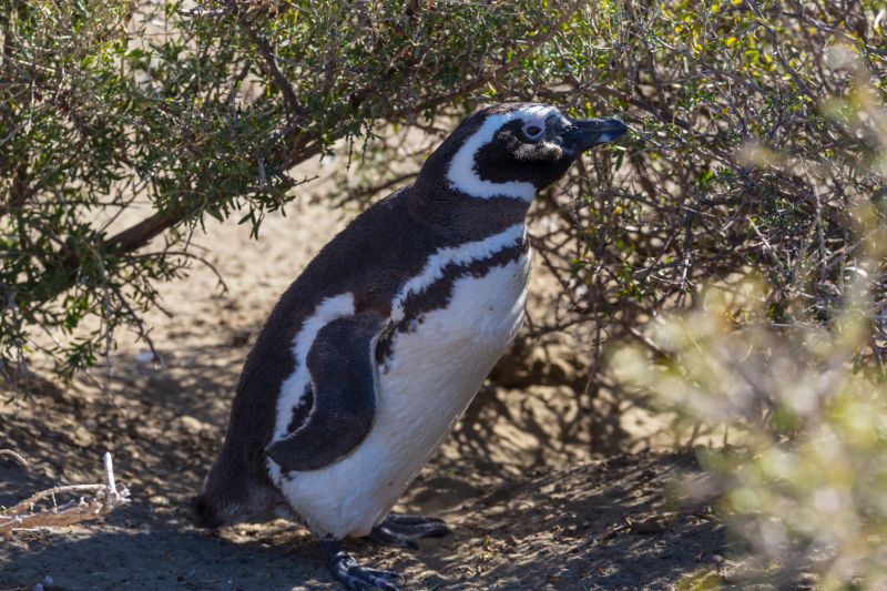 Magellanic Penguin (Spheniscus magellanicus) in Patagonia, Argentina.