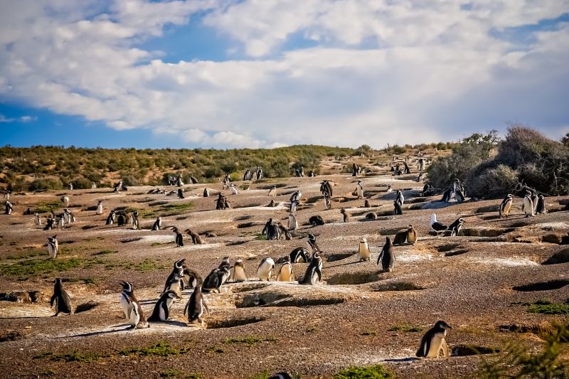 Penguins and their nests in the ground, Punta Tombo, Argentina, South America