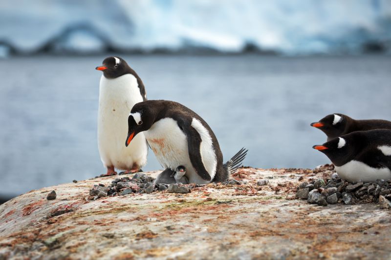 The penguins in their natural habitat in Antarctica