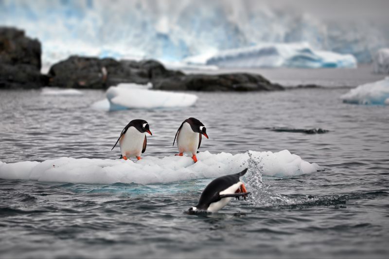 The penguins on a small iceberg in Antarctica