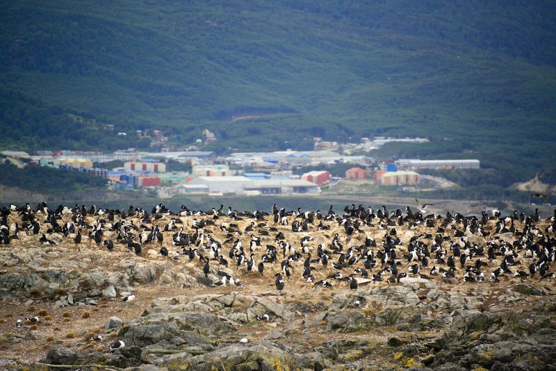 The penguins on the Beagle Canal with the city in the background, Ushuaia, Tierra del Fuego, Argentina