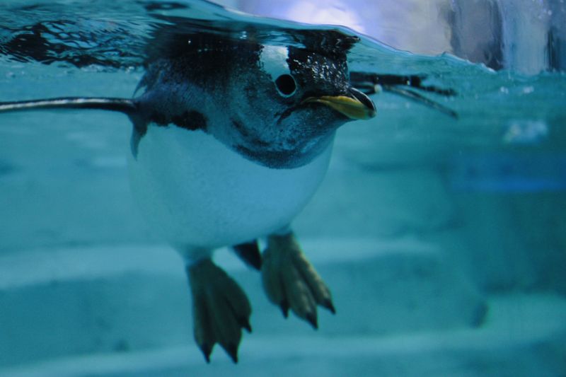 penguin swimming underwater