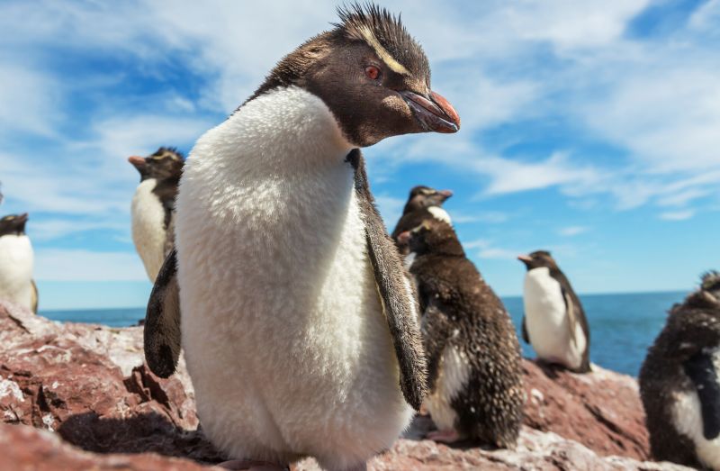 Rockhopper penguins in Southern Argentina