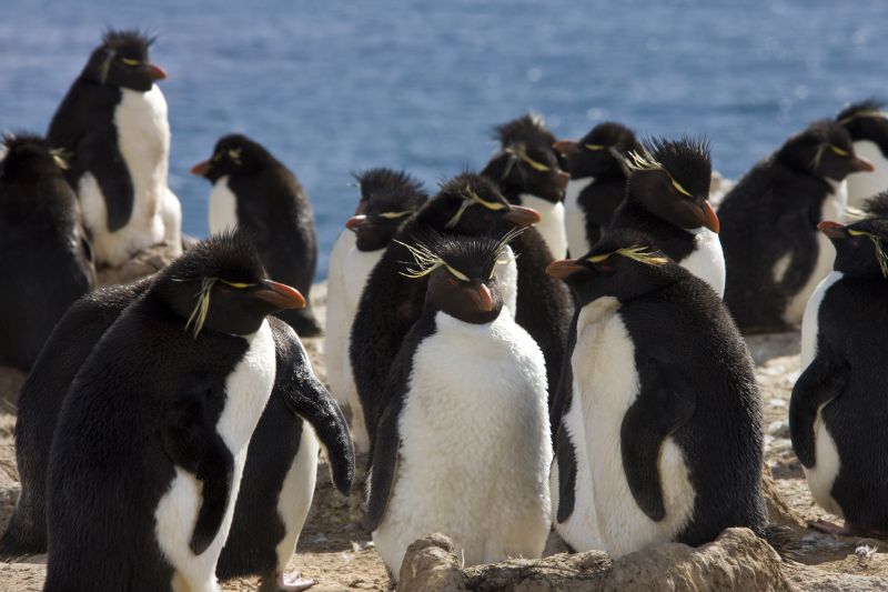 Rockhopper Penguin colony (Eudyptes Chrysocome) on Pebble Island in West Falkland in The Falkland Islands