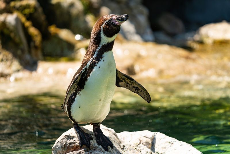 A selective focus shot of a Humboldt penguin standing on a rock in the water looking aside