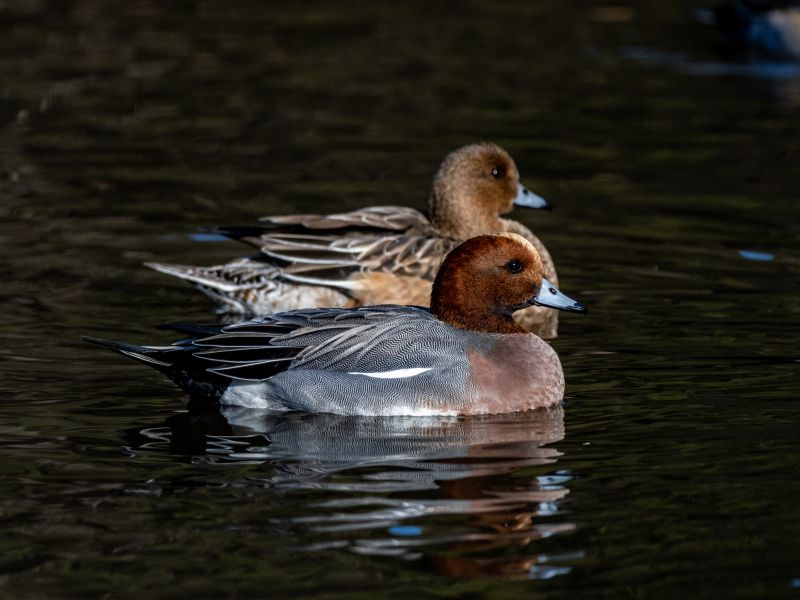 A selective focus shot of Eurasian wigeon ducks, Mareca Penelope in a small pond