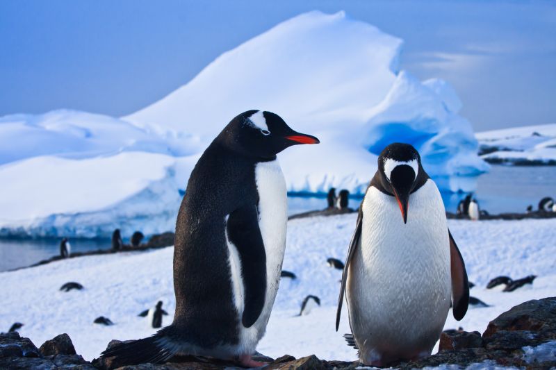 Two penguins dreaming sitting on a rock, mountains in the background