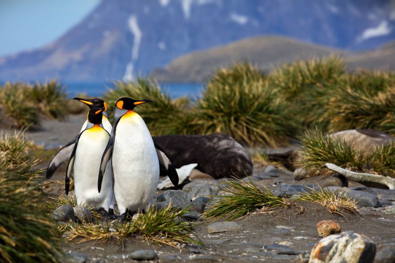 The two penguins in a natural environment in South Georgia